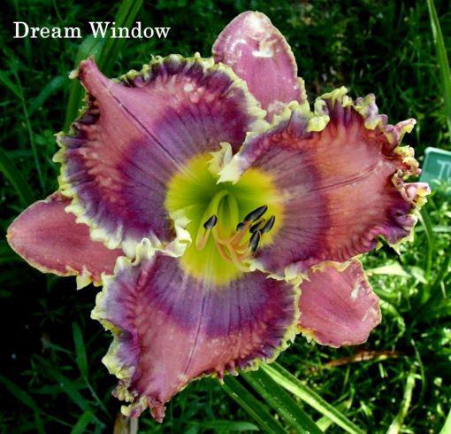 dream window rs